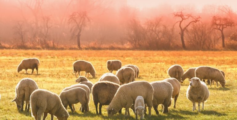 E-Savjetovanje o Prijedlogu pravilnika o izmjenama i dopunama Pravilnika o provedbi izravne potpore poljoprivredi i IAKS mjera ruralnog razvoja za 2023. godinu